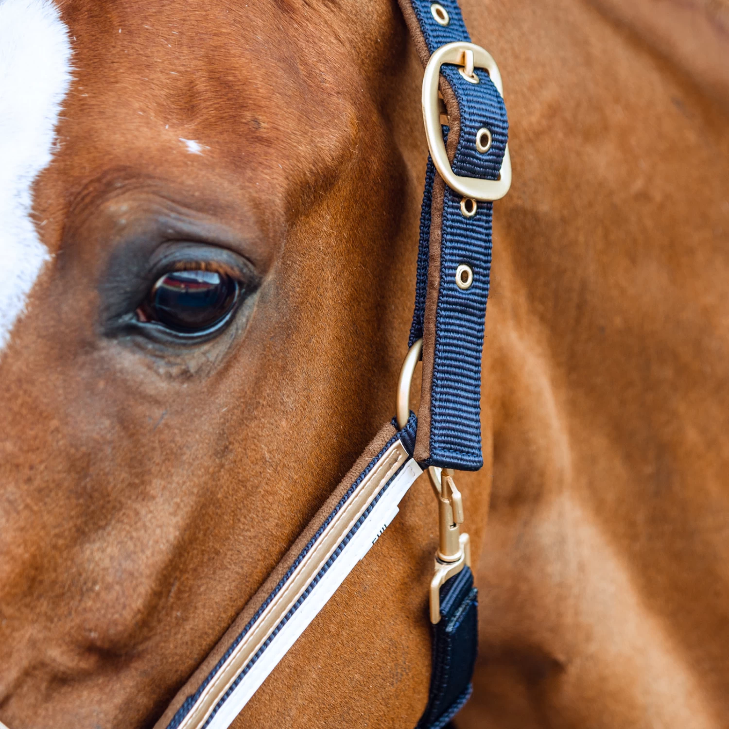 Horze Montauk Halter - Night Dark Blue - Image 2