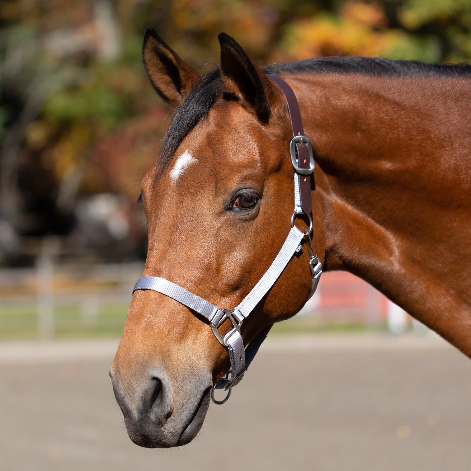 Equinavia Loki Breakaway Halter - Silver Sconce Gray - Image 2