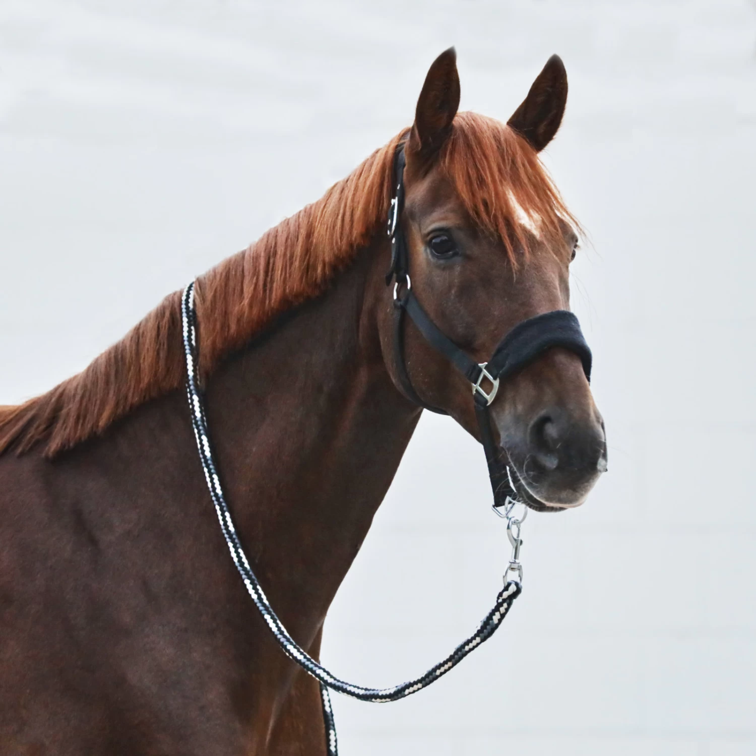 Horze Kiel Halter With Fleece - Dark Navy - Image 6