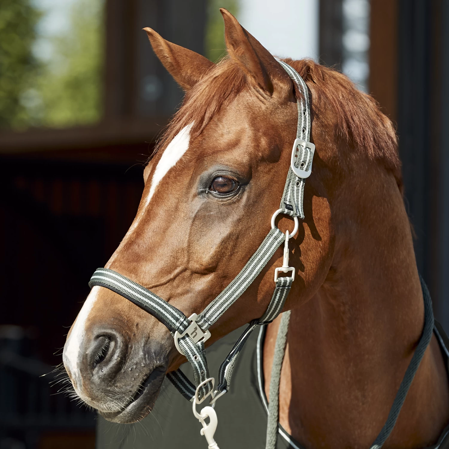 Horze Bari Neoprene Padded Halter & Lead Set - Climbing Ivy Green - Image 2