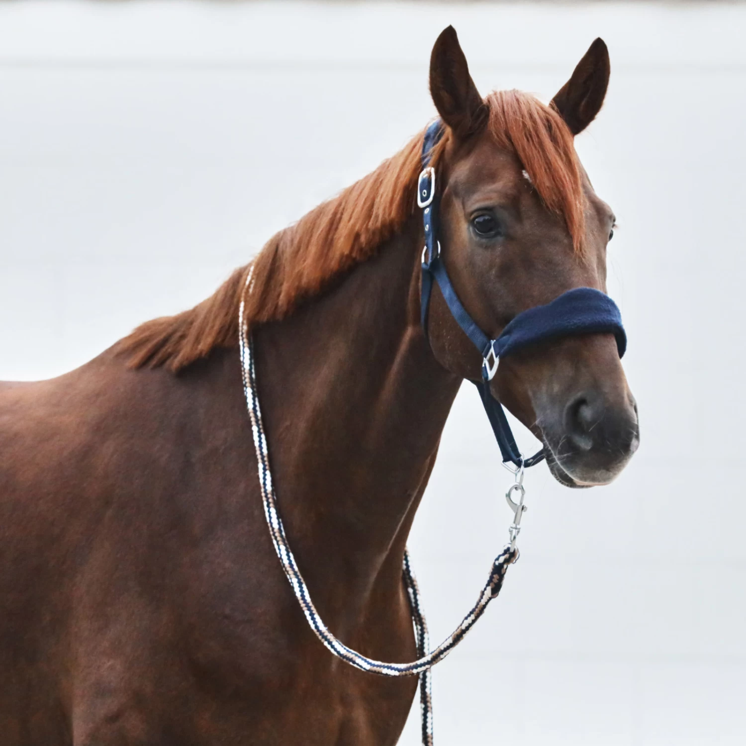 Horze Kiel Halter With Fleece - Black - Image 6