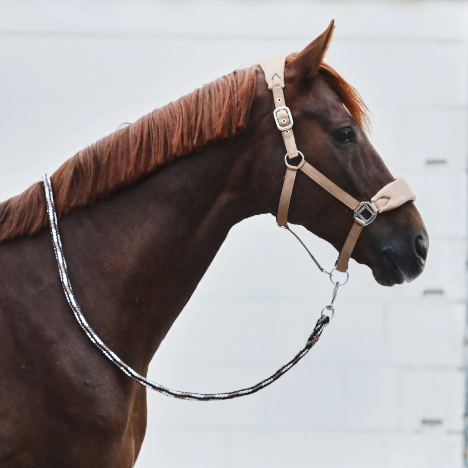 Horze Kiel Halter With Fleece - Dark Navy - Image 5