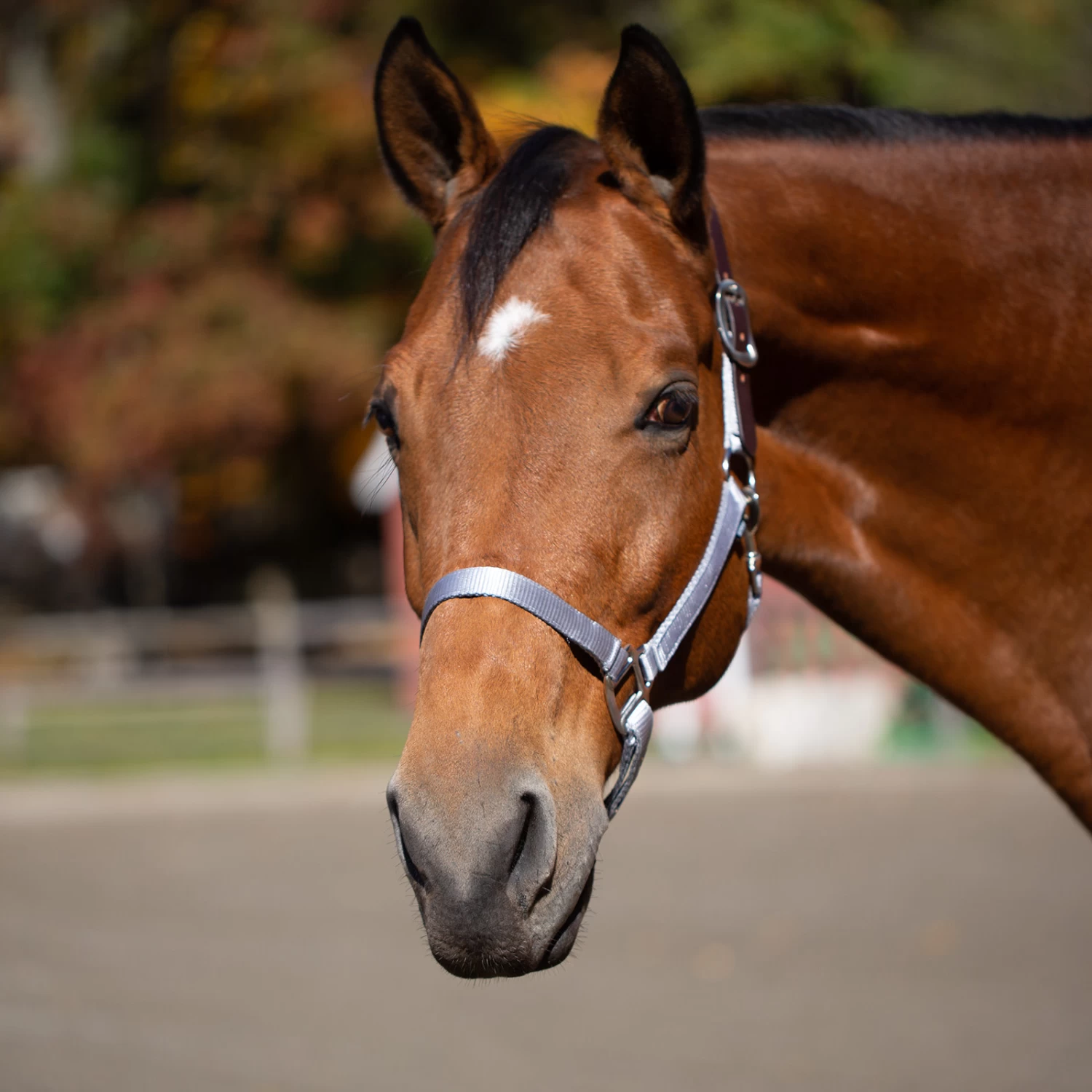 Equinavia Loki Breakaway Halter - Silver Sconce Gray - Image 4